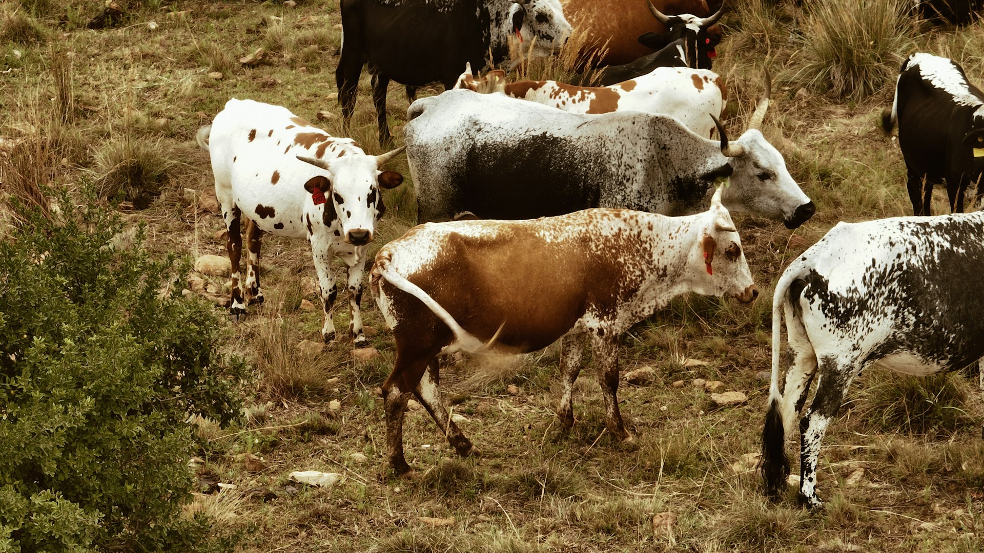 a herd of cattle standing on top of a dry grass field