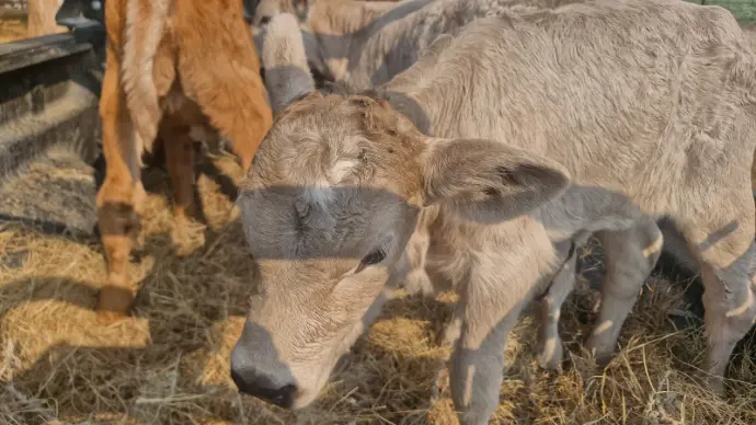 feedlot breeding Calves Milk For Sale Bonsmara angus heifer bulls beefmaster nguni