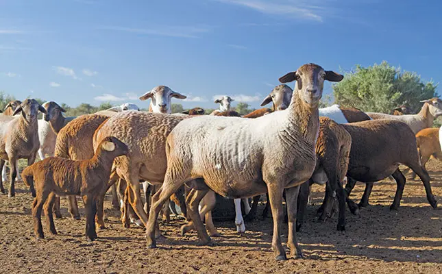 dorper ewes breeding rams 
